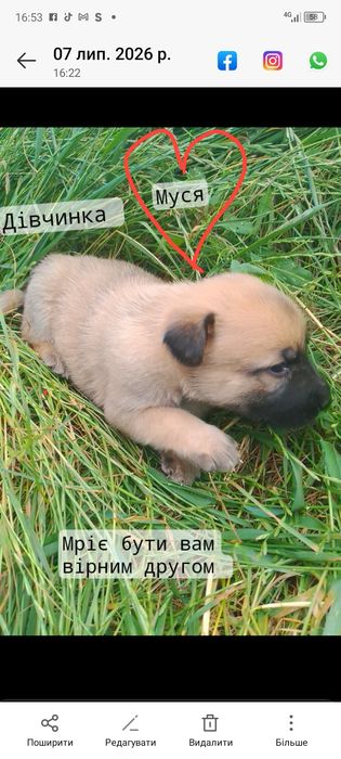 Цуценята шукають родину