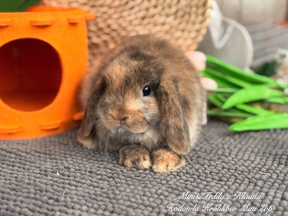 MINI LOP / transport Kraków / króliczki miniaturki rasowe mini lop