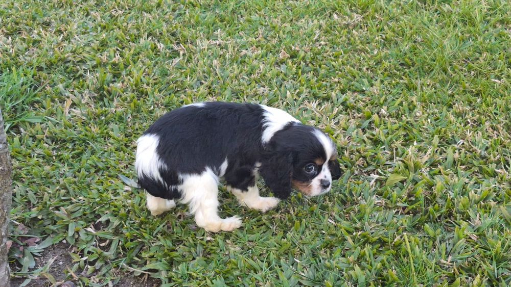 King Charles cavalier macho tricolor