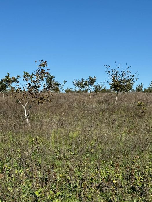Продам сад грецкого ореха