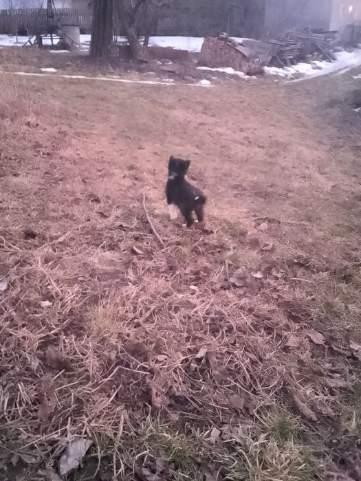 Продаю цуценят лайки