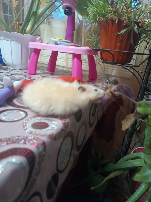 Хомячки безплатно