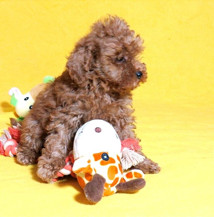 Той Пудель Ред Браун з документами клубу