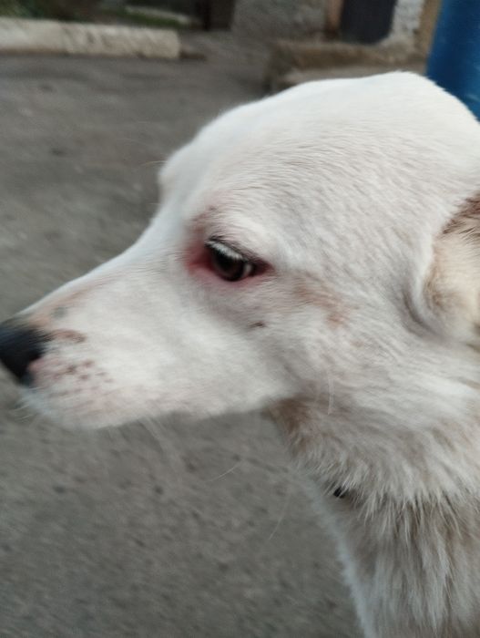 Відаєм собаку в добрі руки