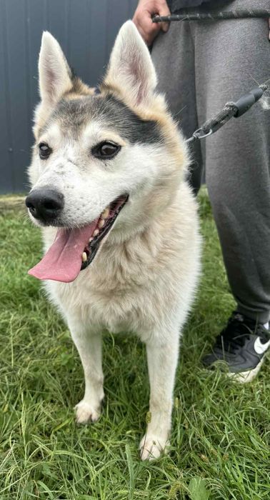 Oskar psiak do adopcji