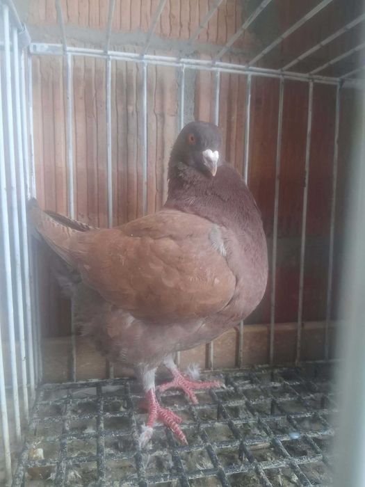 Sprzedam golebie Kingi