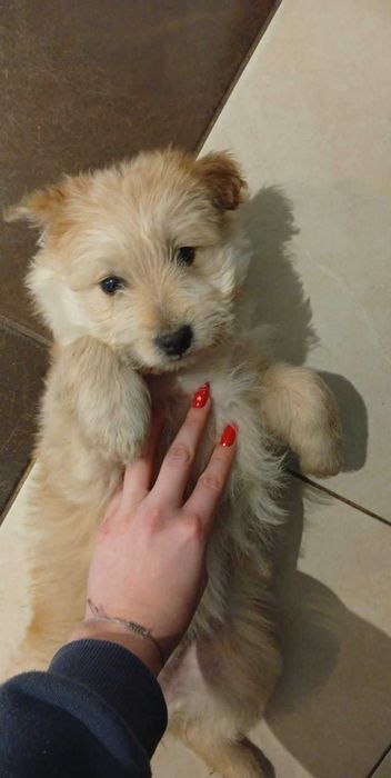 Pieski oddam w dobre ręce