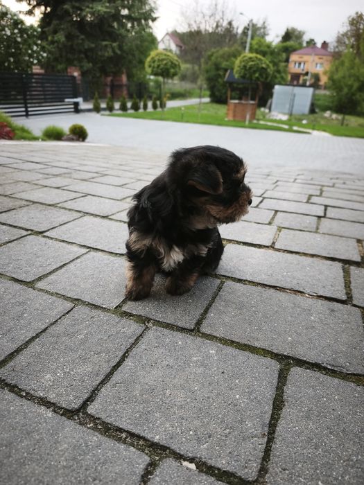 Yorkshire Terrier