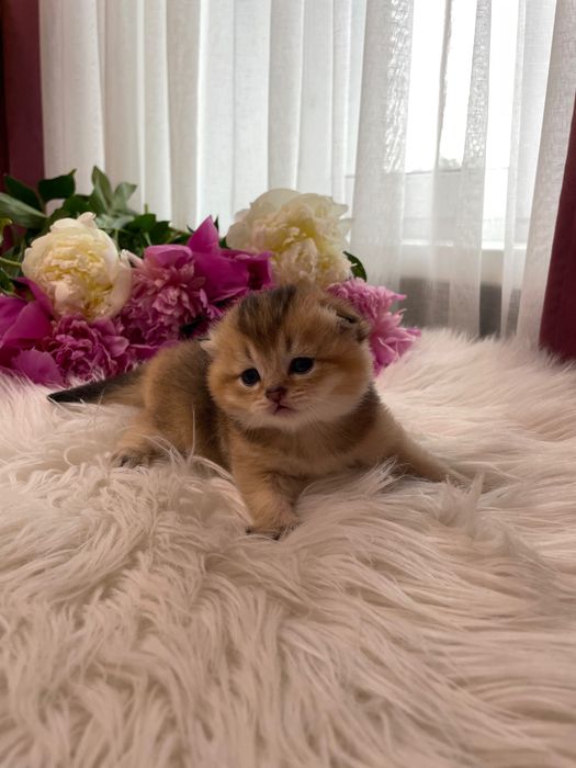 Шотландське кошеня, золота шиншила