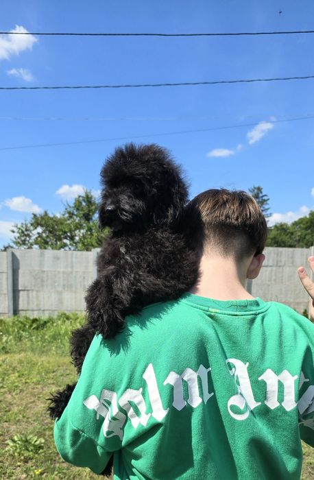Чарівне цуценя пуделя