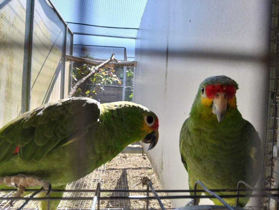 Casal amazonas autumalis