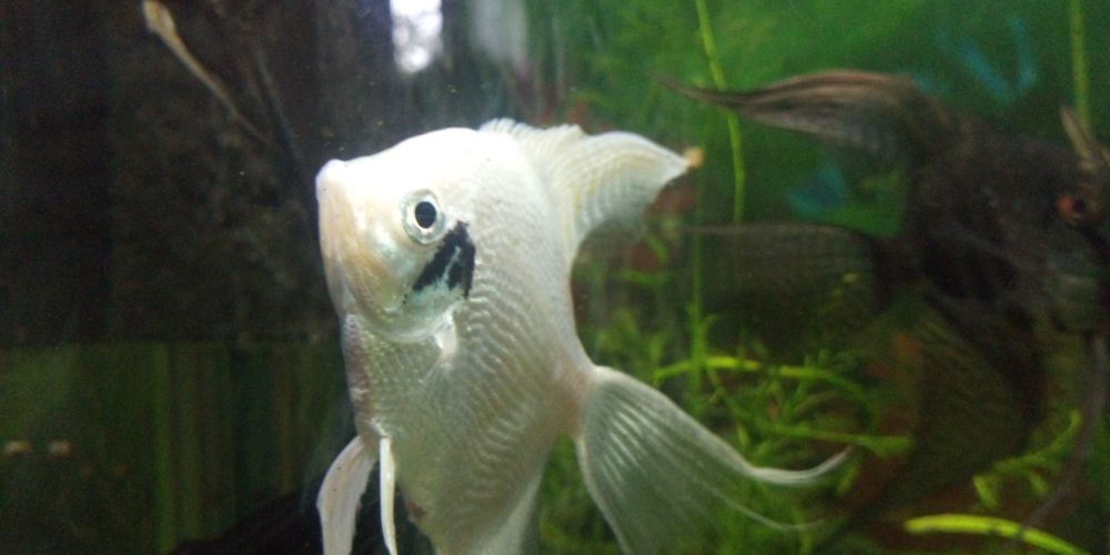 Рибки гурамі, скалярії, молінезії, гупі ті інші