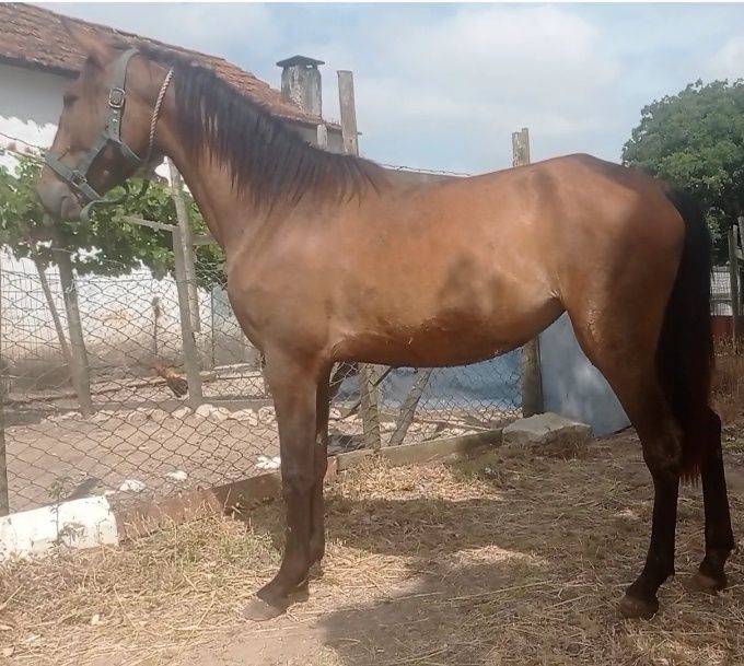 Pra venda poldra
