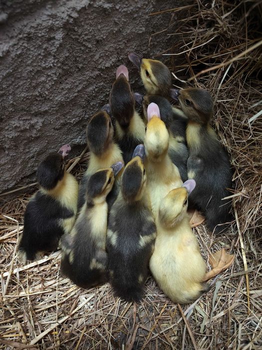 Gansos e patos mudos