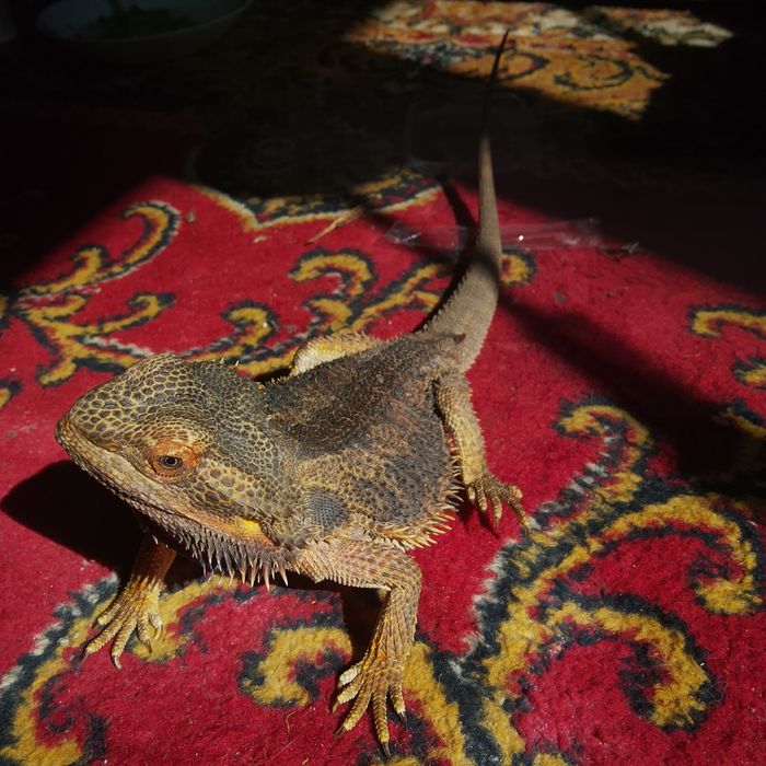 Agama brodata samica 4 lata