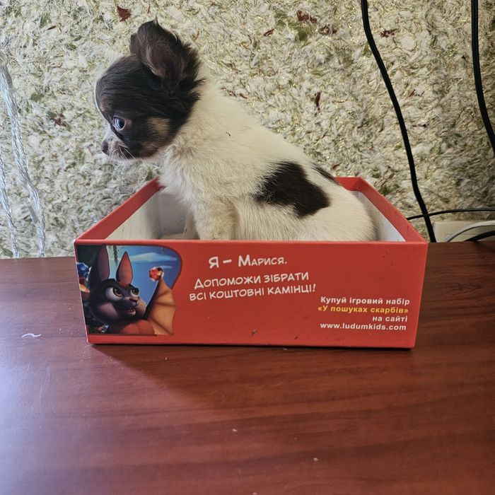 Дівчинка чіхуа хуа довгошерстий повністью вакуинована міні