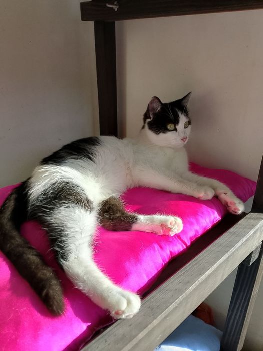 Мурзик ищет семью