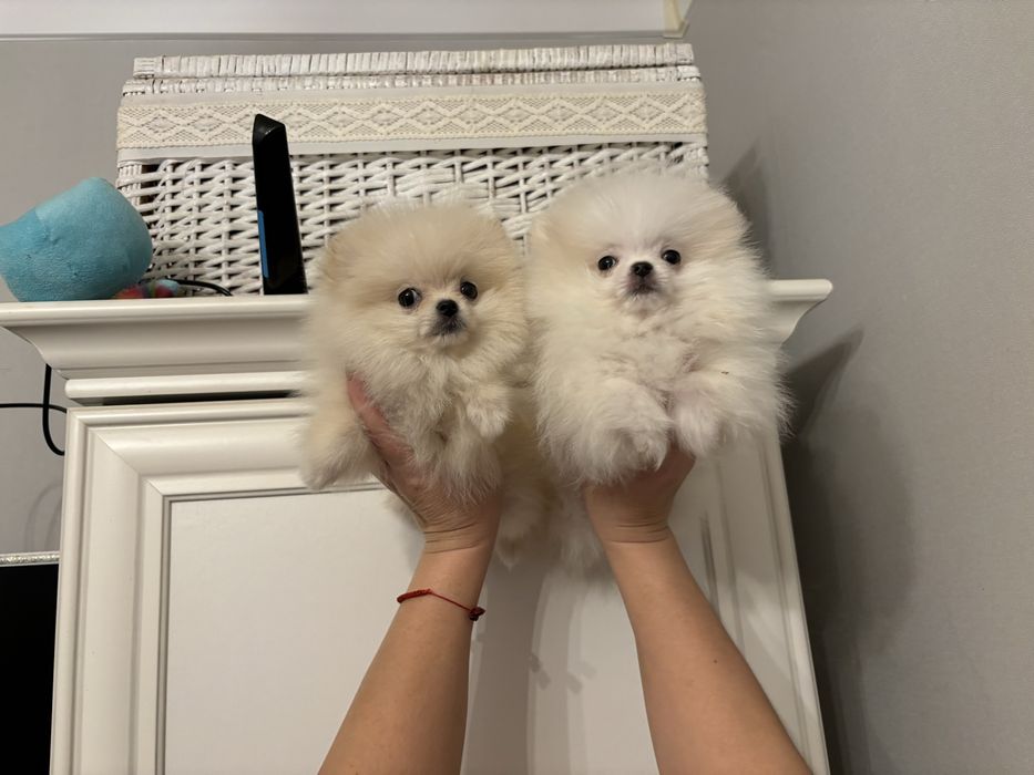 Міні дітки померанчики