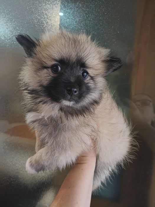 Spitz alemão menino