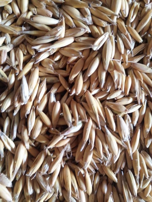 Sprzedaż tego roczne suche  zboża ,przenzyto owies ,owies