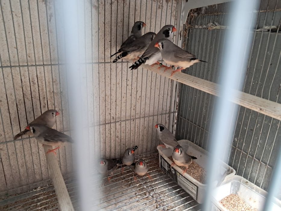 Mandarins gigantes