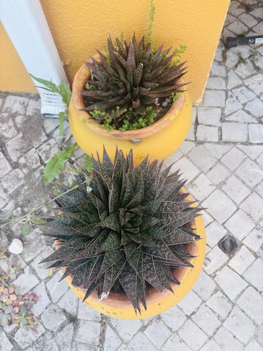 suculentas em vasos decorativos amarelos (2 unidades)