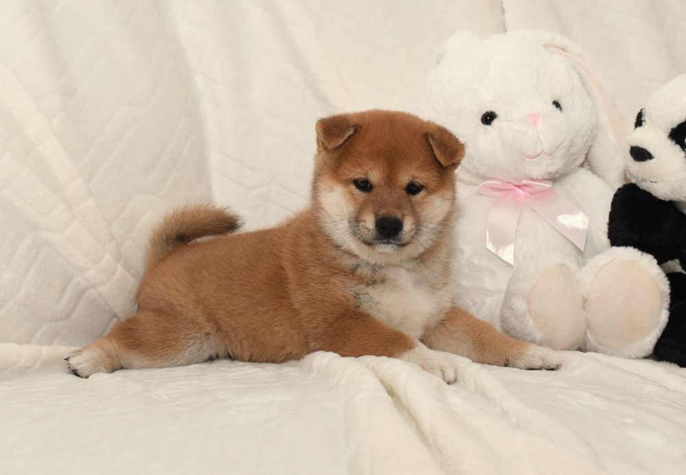 Czerwona suczka Shiba Inu FCI ZKwP gotowa do odbioru
