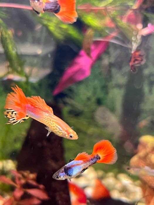 Гуппі мікс від 10шт.