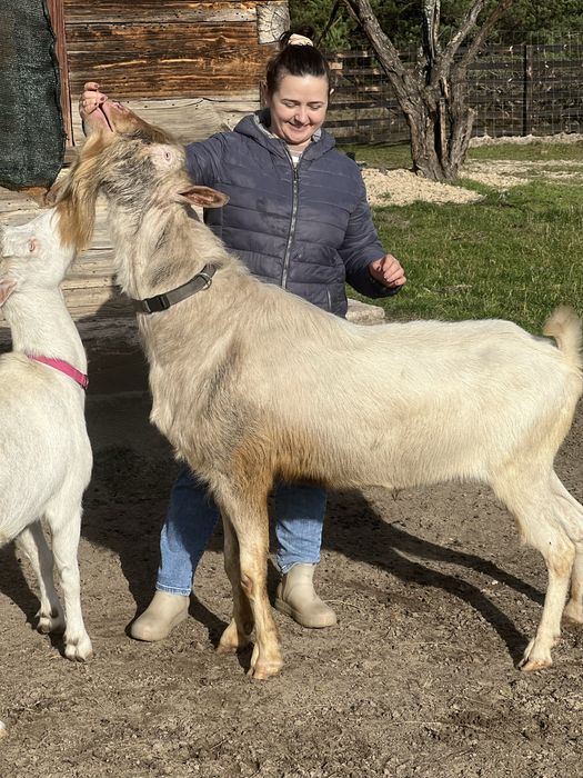 Комолий шутий безрогий козлик козел цап 100% зааненський. Родослівна. Французькі лініі.