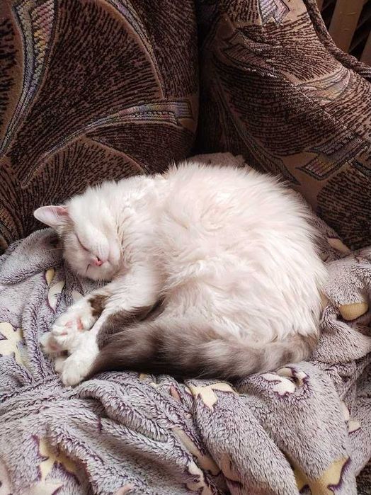 Котик пушистый в добрые лапки. НЕ кастрирован, уличный.