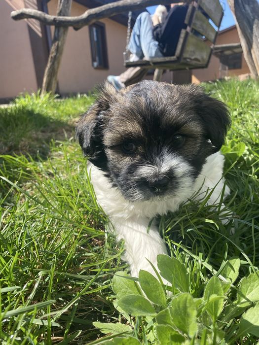 Чистокровні щенята шит-цу !!!