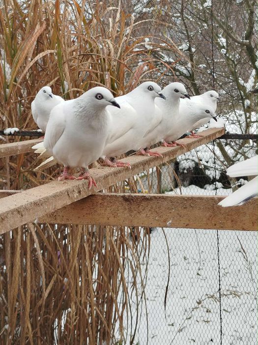 Gołębie jasne Zapraszam
