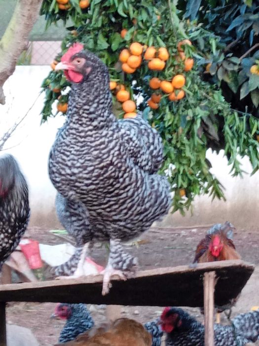 Ovos de Malines Pedres