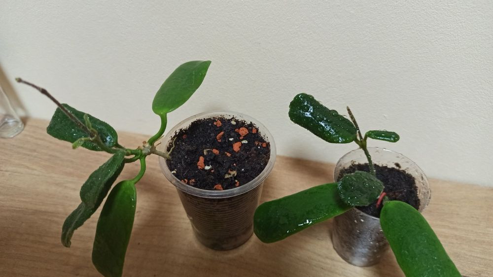 Хойя Ротундифлора укоренённый черенок, растущий