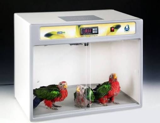 Maternidade inca lori 10