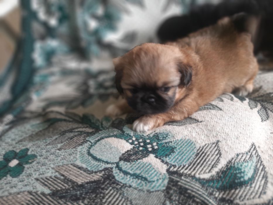 Продам пекінесиків чистокровні Королівські