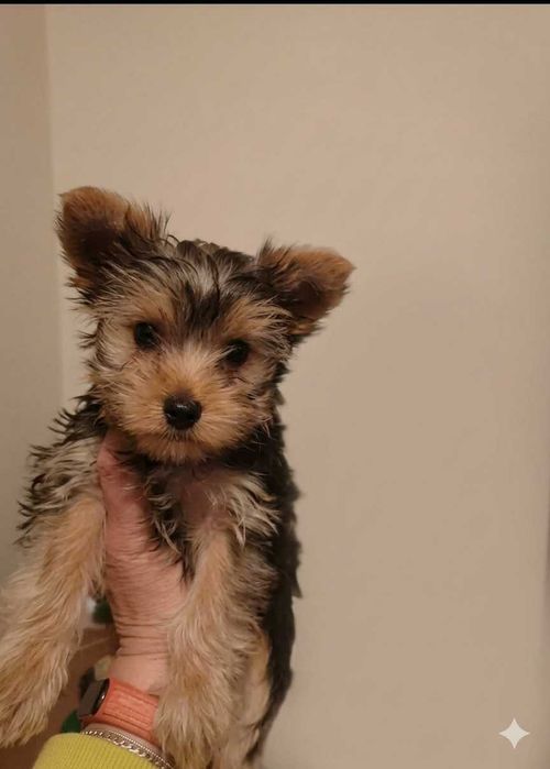 Йоркширський тер'єр