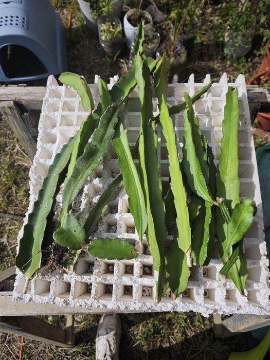 Pitayas auto fértil , autoplonizaveis e comuns  de várias variadades