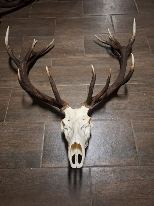 Poroże wieniec jelenia 14-staka