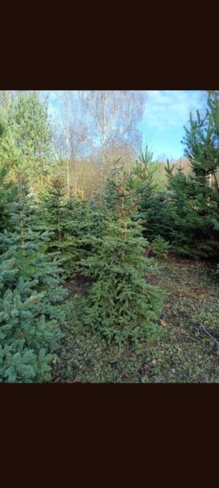 Choinki Świąteczne