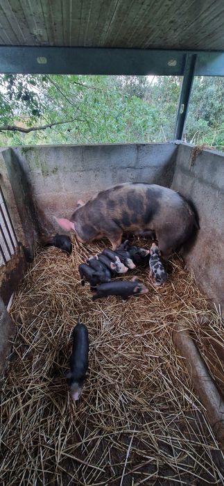 Leitões  tem 19 dias