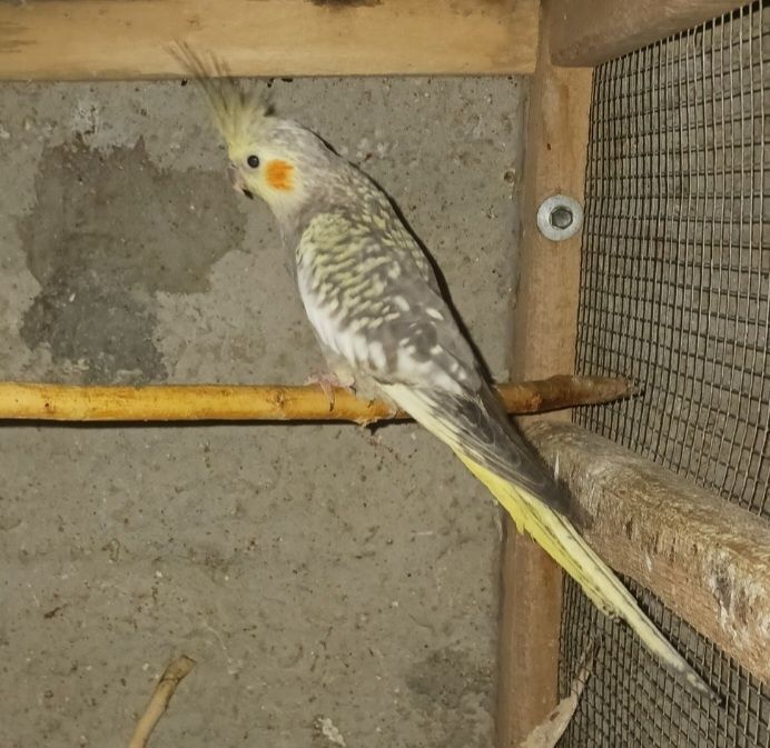 Caturras pérola face branca e amarela e caturra femea albina