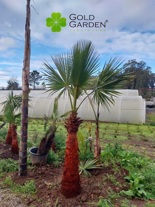 Palmeiras Whashintonias disponíveis em várias alturas!