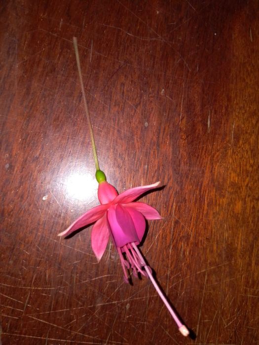 Фуксия молодая .