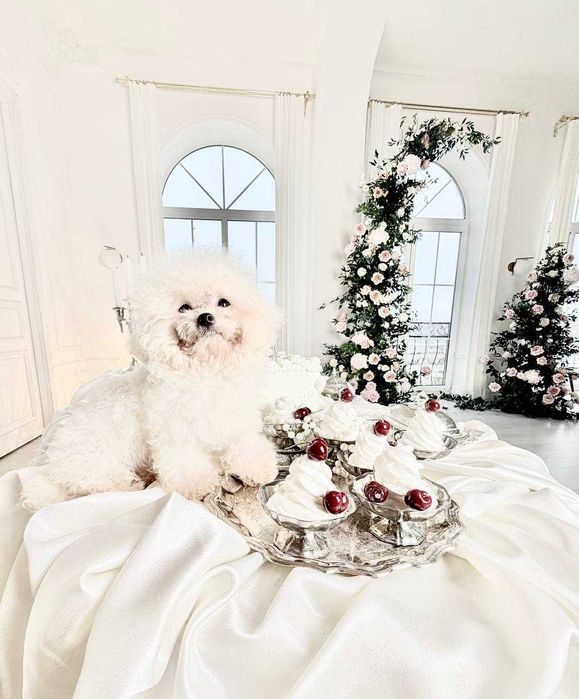 Мини Бишон (Китай)