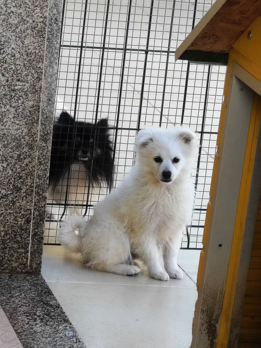 Spitz alemão menino