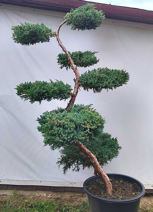 Bonsai Niwaki jałowiec Blue Carpet