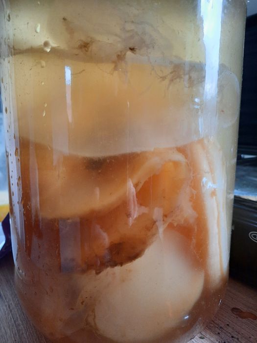 Grzybek SCOBY do robienia kombuchy