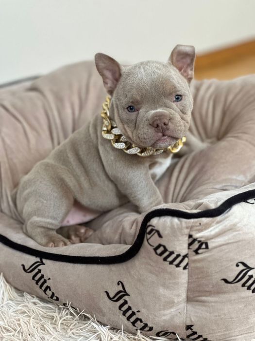 Американський буллі покет лілова