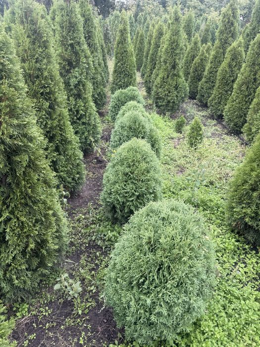 Продам туі смарагд брабант ялинкм , кулясті скальний можевельник